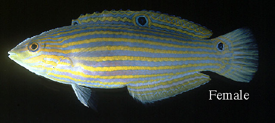  Halichoeres melanurus (Tailspot Wrasse)